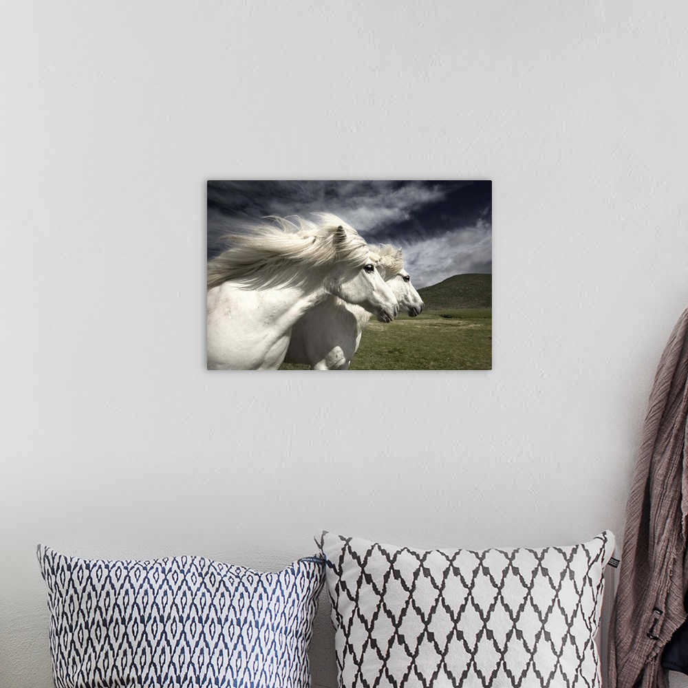A bohemian room featuring Two white horses with manes blowing in the wind, in Iceland.