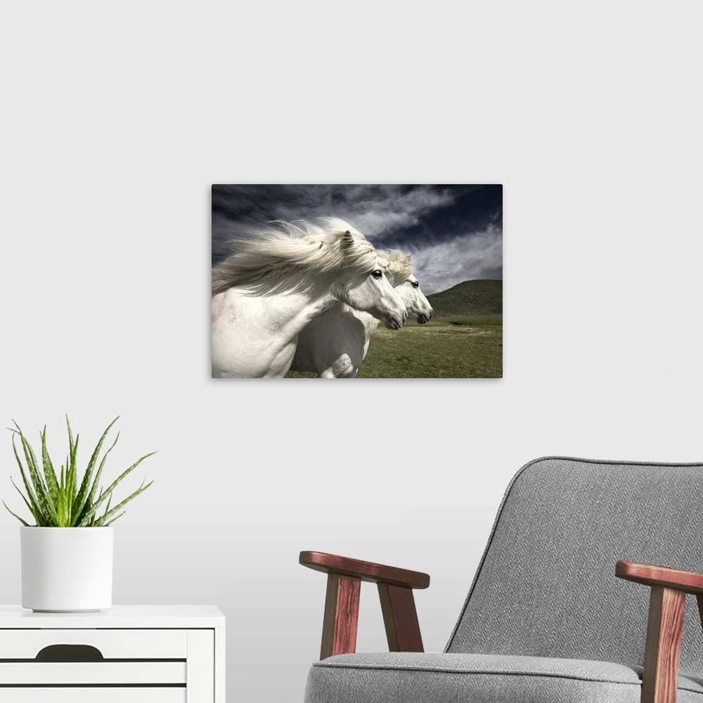 A modern room featuring Two white horses with manes blowing in the wind, in Iceland.
