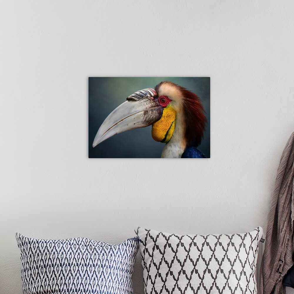 A bohemian room featuring Close-up portrait of a male wreathed hornbill.