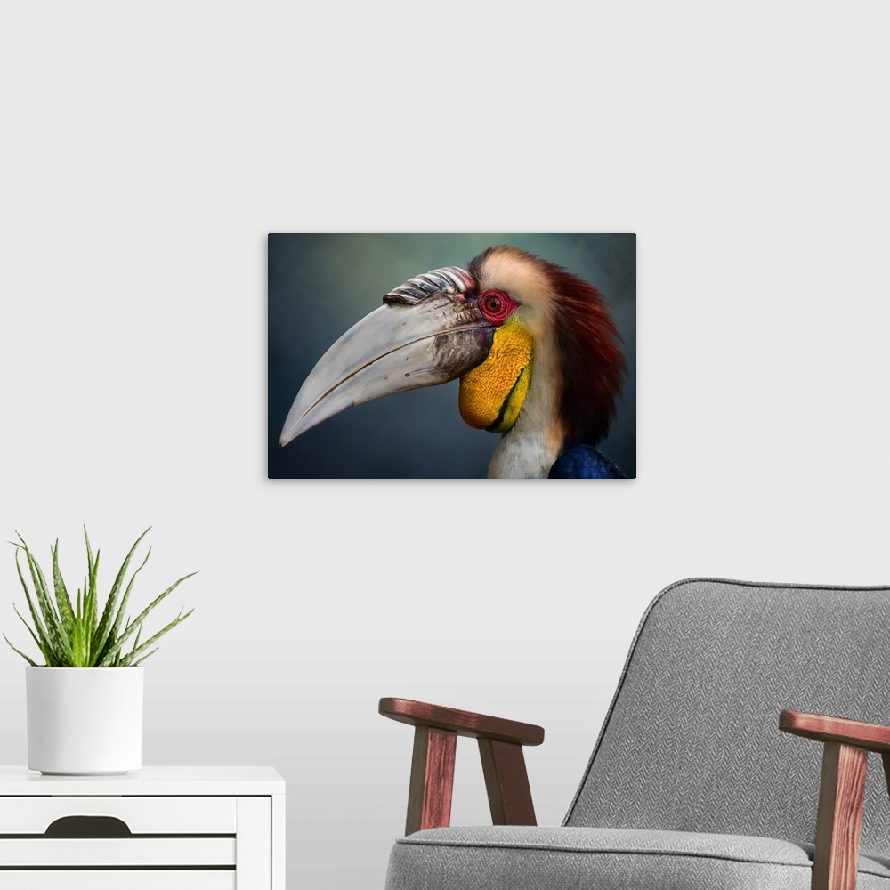 A modern room featuring Close-up portrait of a male wreathed hornbill.