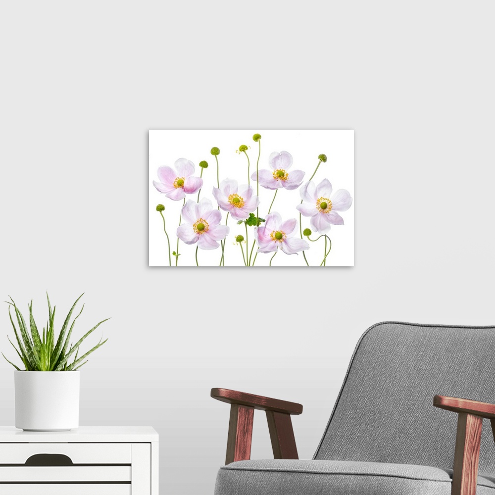 A modern room featuring Light pink anemone flowers on a white background.