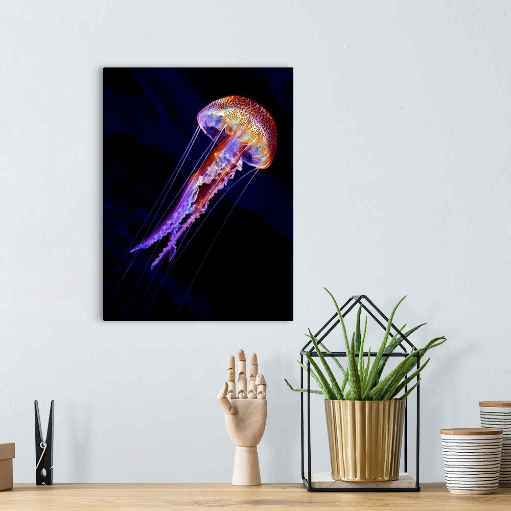 A bohemian room featuring A vibrant colorful jellyfish swimming against a black background.
