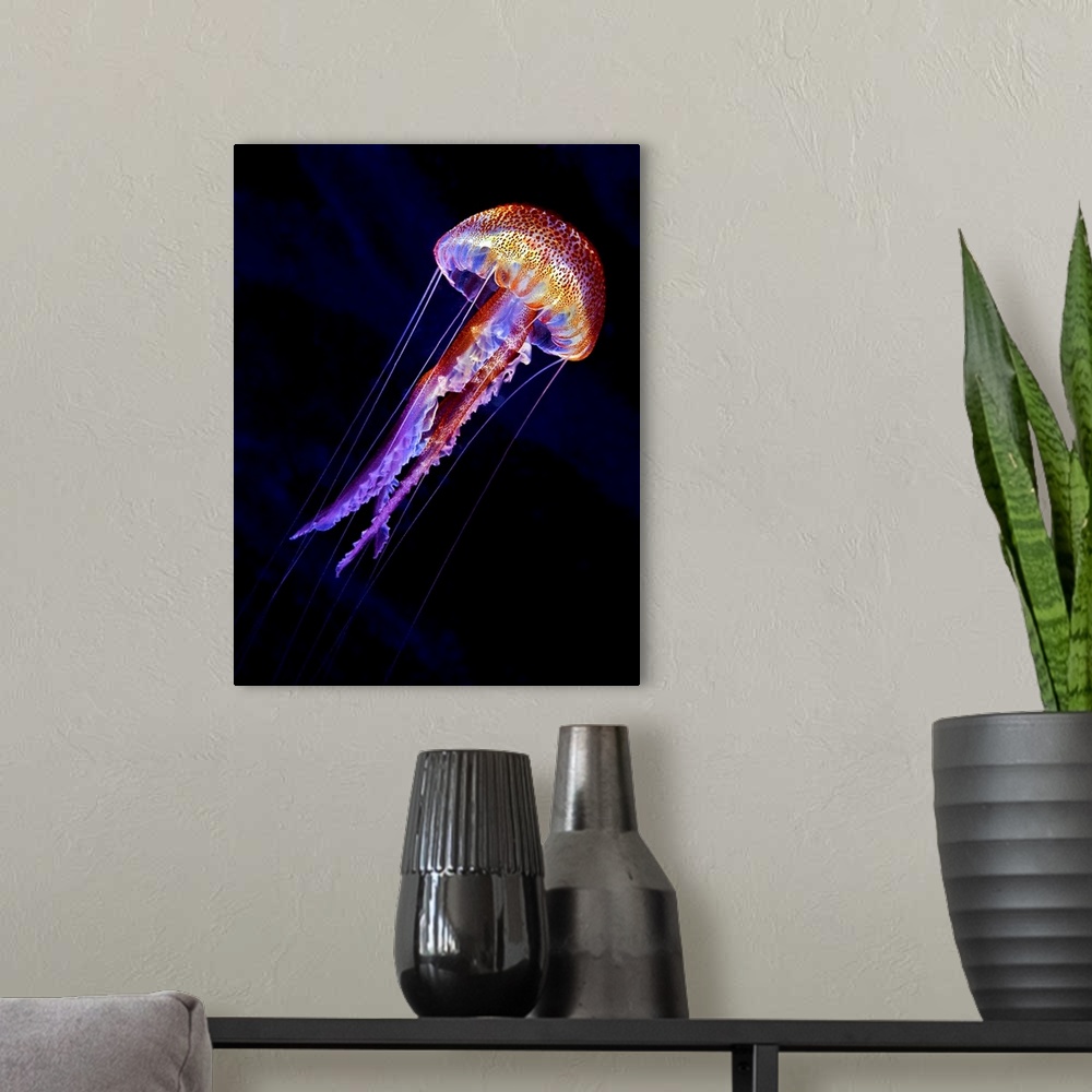 A modern room featuring A vibrant colorful jellyfish swimming against a black background.