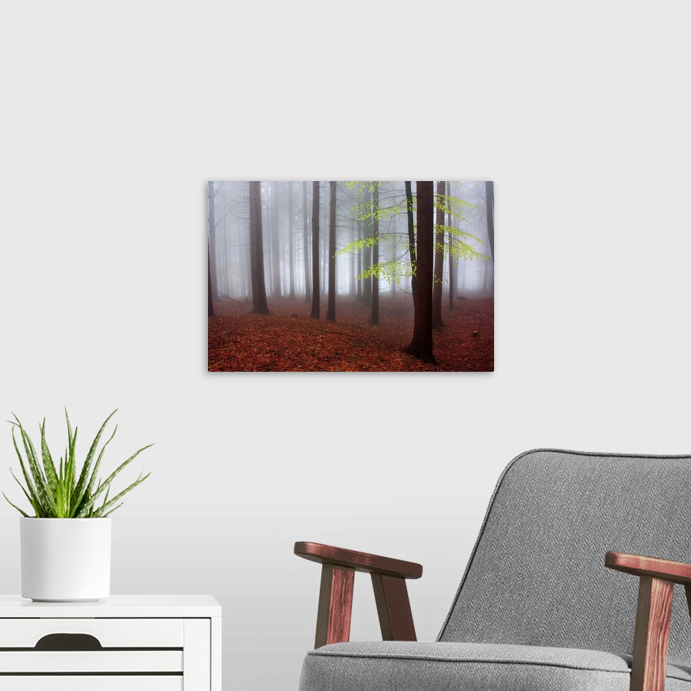 A modern room featuring A tree with bright green leaves is the only one with color in a misty forest.