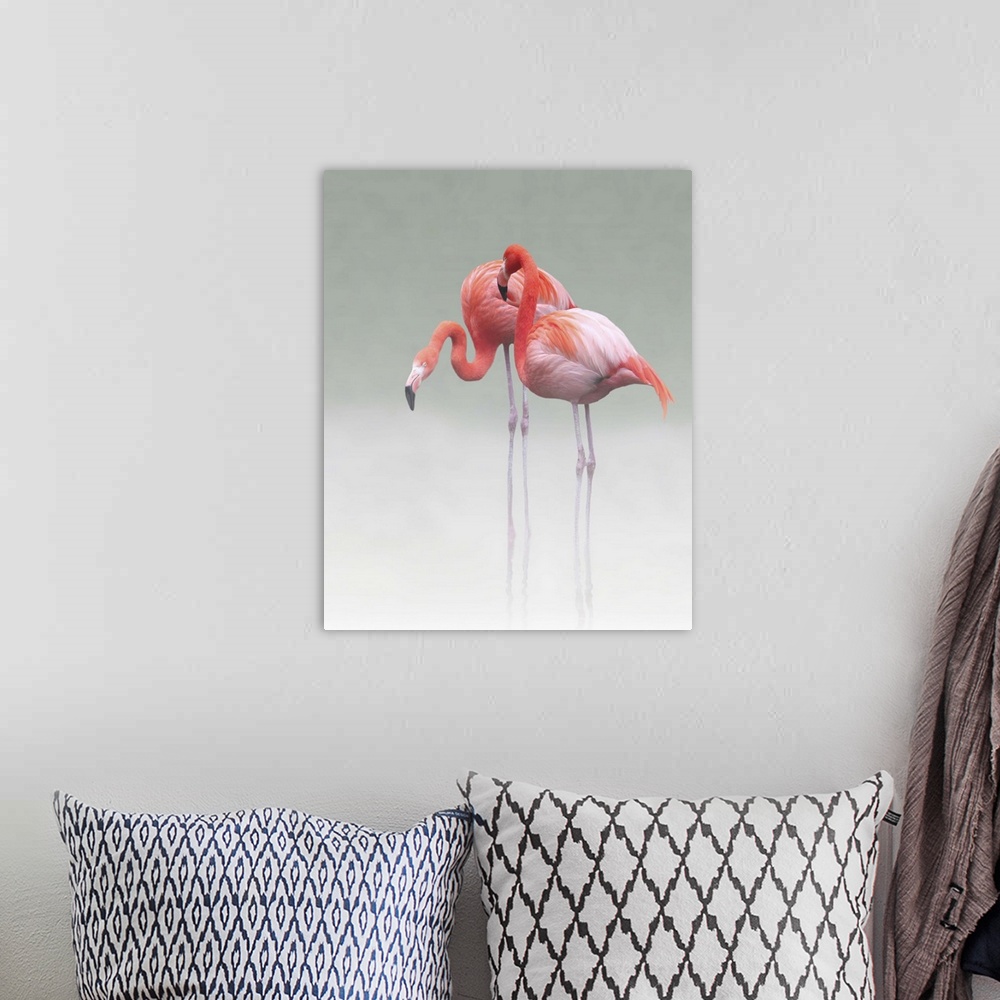 A bohemian room featuring Two Caribbean Flamingos standing together in shallow water in the mist.