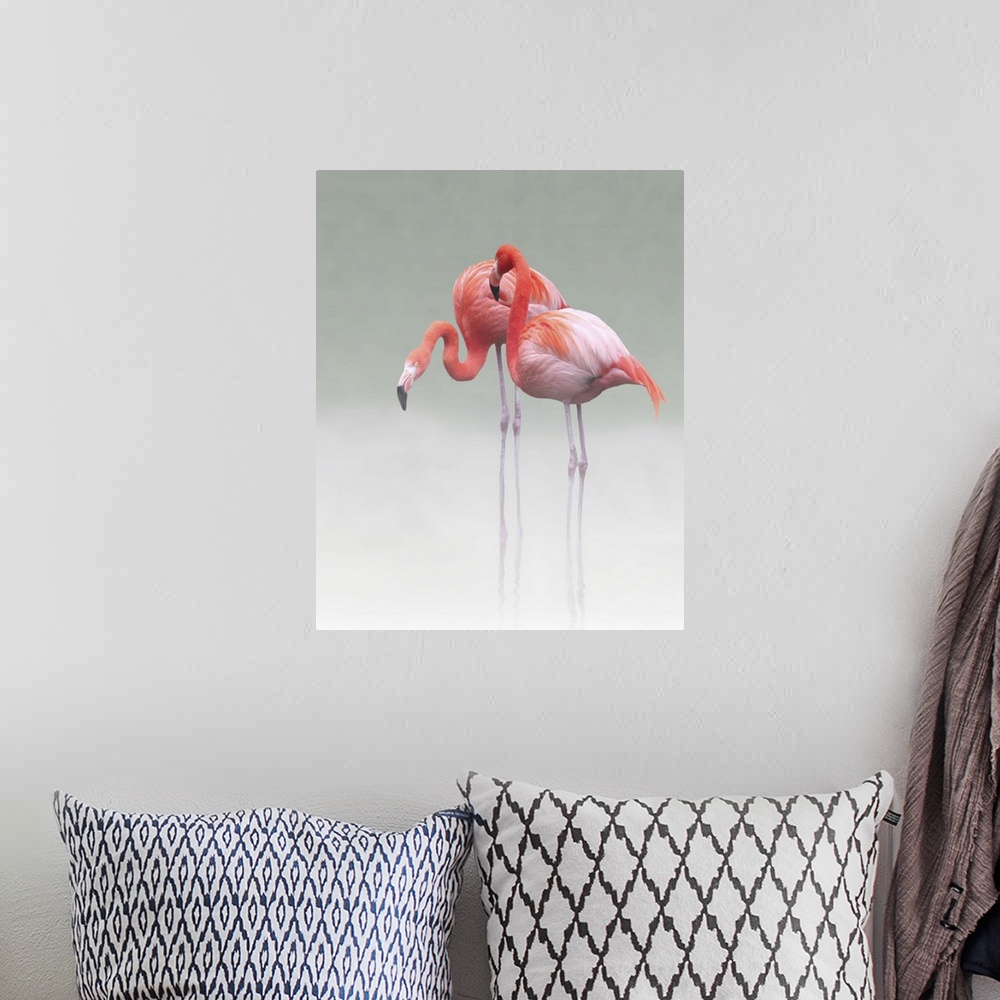 A bohemian room featuring Two Caribbean Flamingos standing together in shallow water in the mist.