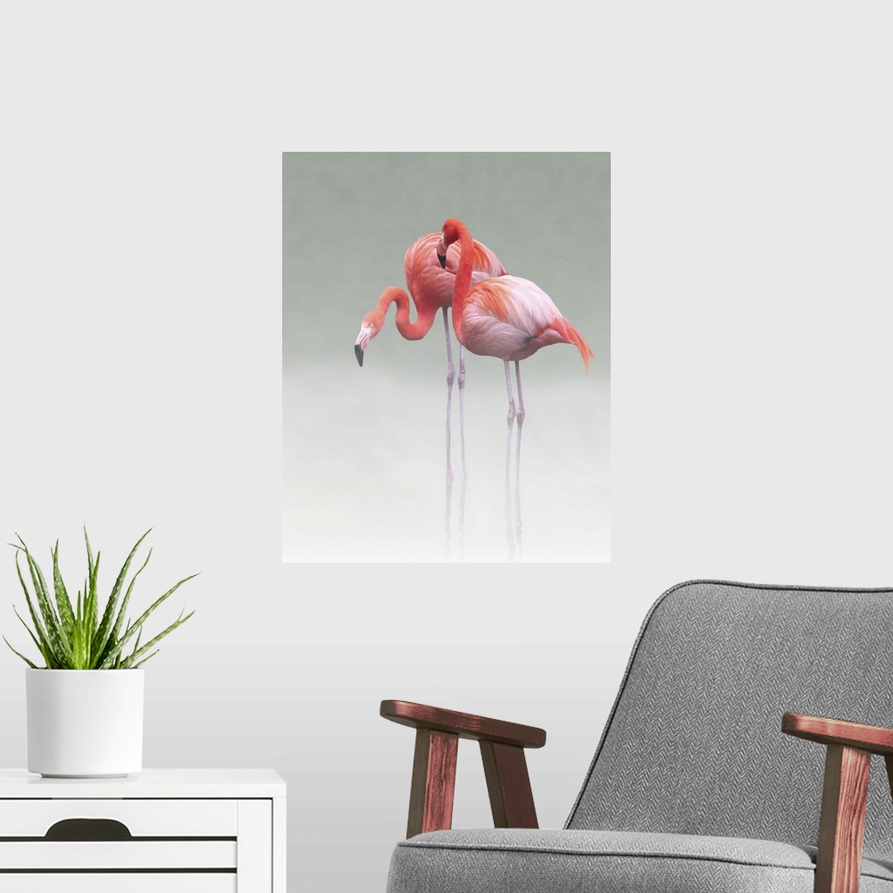 A modern room featuring Two Caribbean Flamingos standing together in shallow water in the mist.