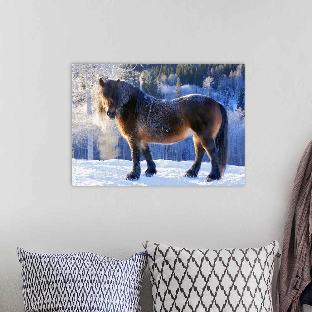 A bohemian room featuring A large horse in a snowy landscape, with its breath visible in the cold.