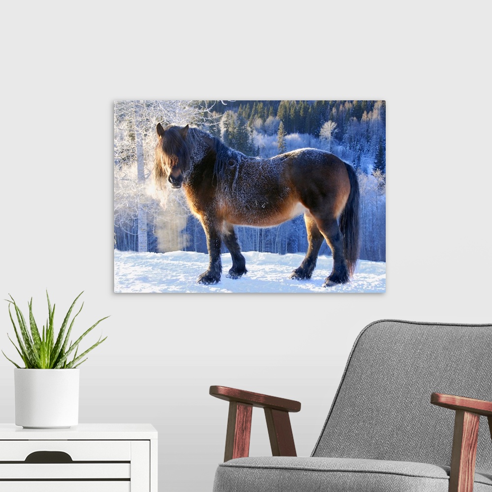 A modern room featuring A large horse in a snowy landscape, with its breath visible in the cold.