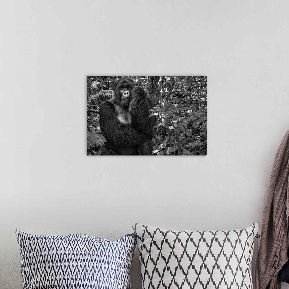 A bohemian room featuring A large, pensive-looking Mountain Gorilla in a jungle.