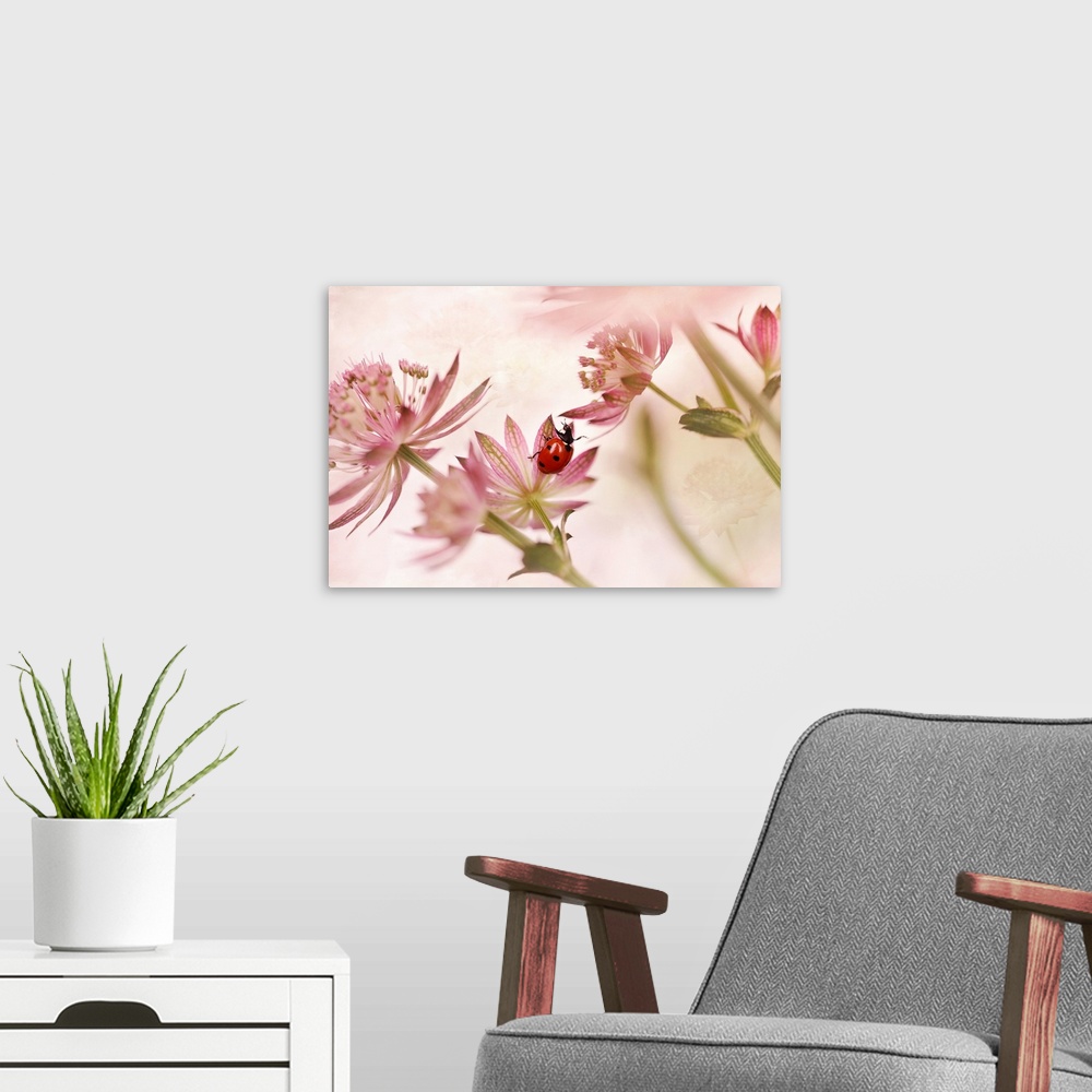 A modern room featuring Ladybird and Pink Flowers