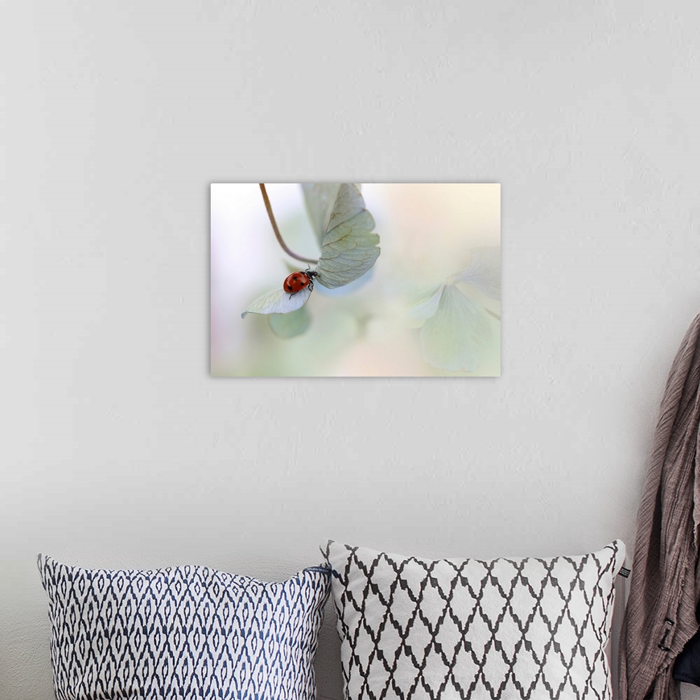 A bohemian room featuring Ladybird On Blue-Green Hydrangea