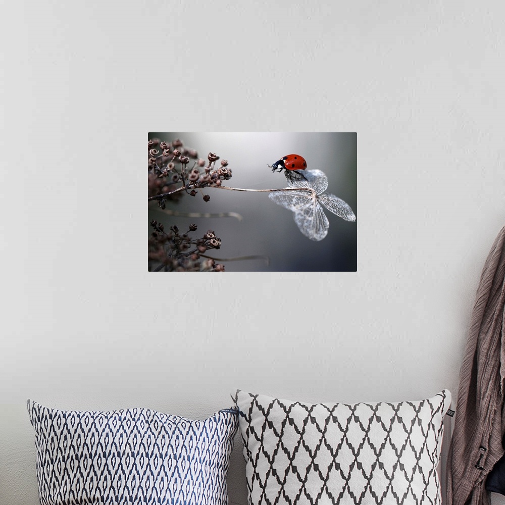 A bohemian room featuring A seven-spotted ladybug balancing on the dried petal of a hydrangea flower.