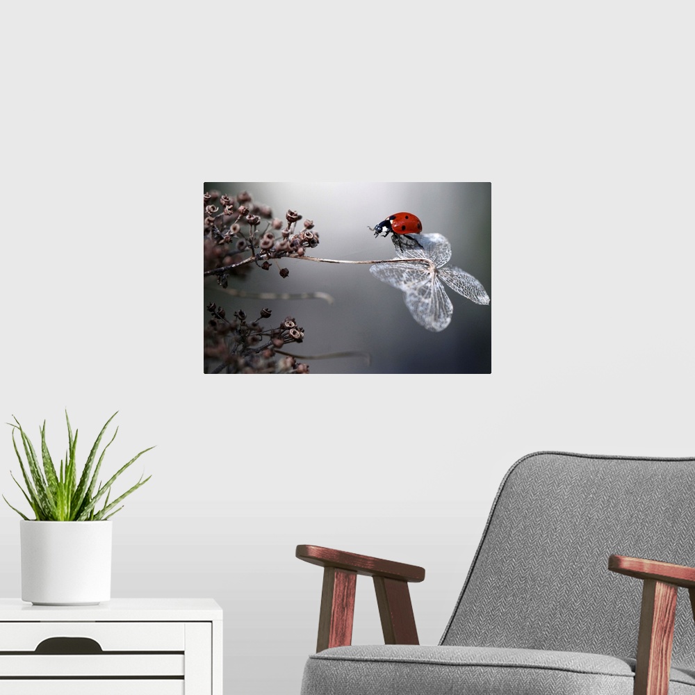 A modern room featuring A seven-spotted ladybug balancing on the dried petal of a hydrangea flower.