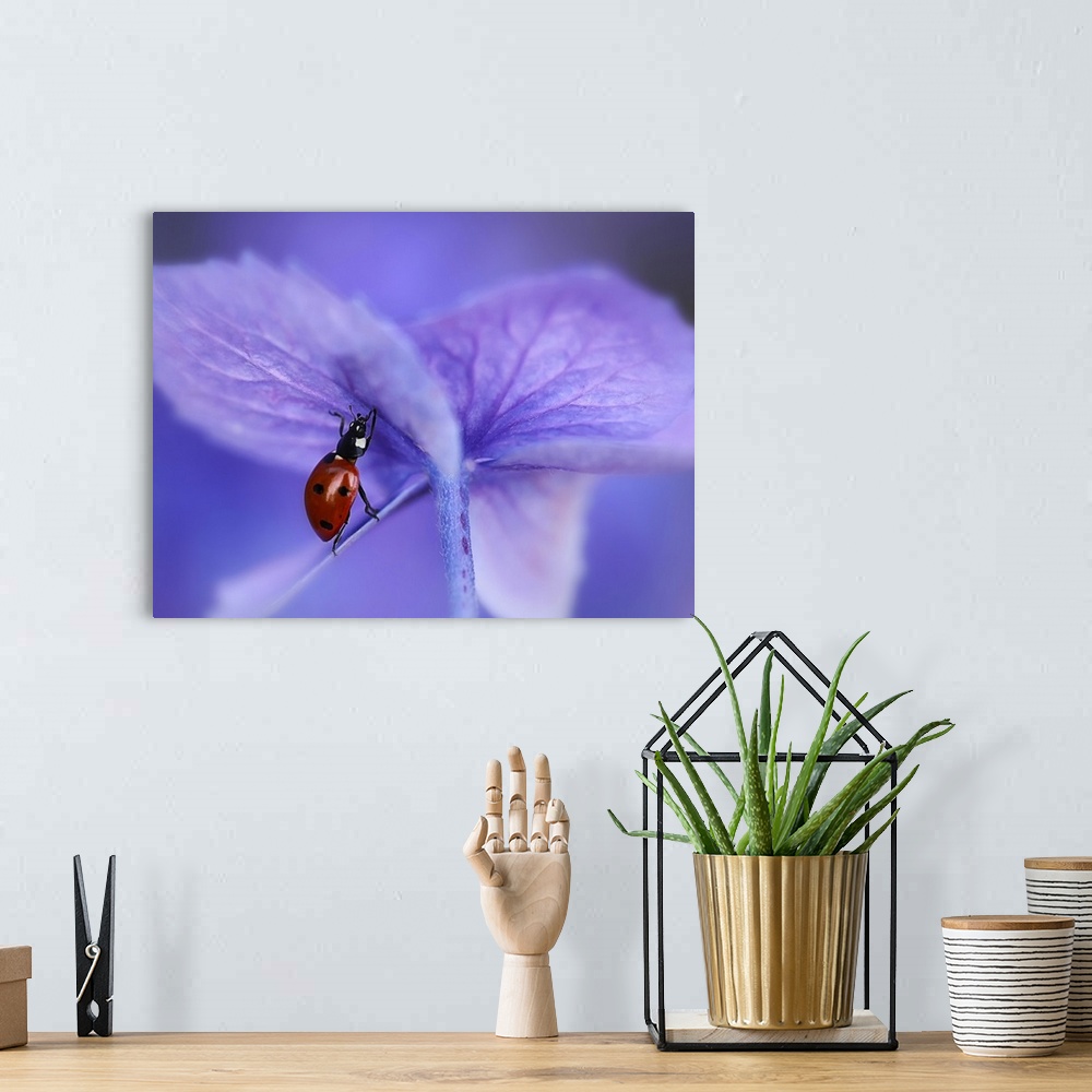 A bohemian room featuring A Seven-Spotted Ladybug appears to be lifting the purple petal of a hydrangea.