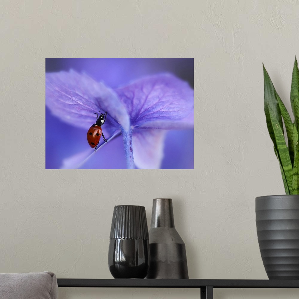 A modern room featuring A Seven-Spotted Ladybug appears to be lifting the purple petal of a hydrangea.
