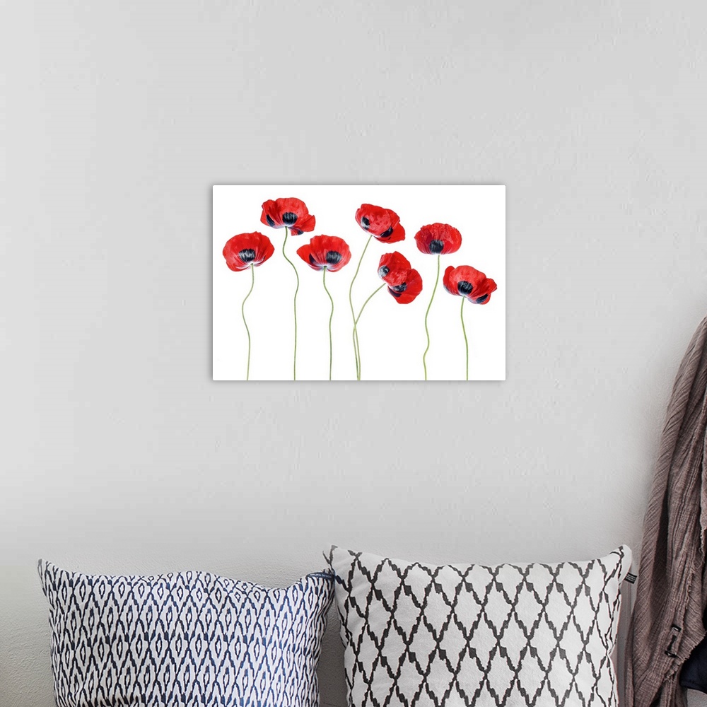 A bohemian room featuring Ladybird Poppies