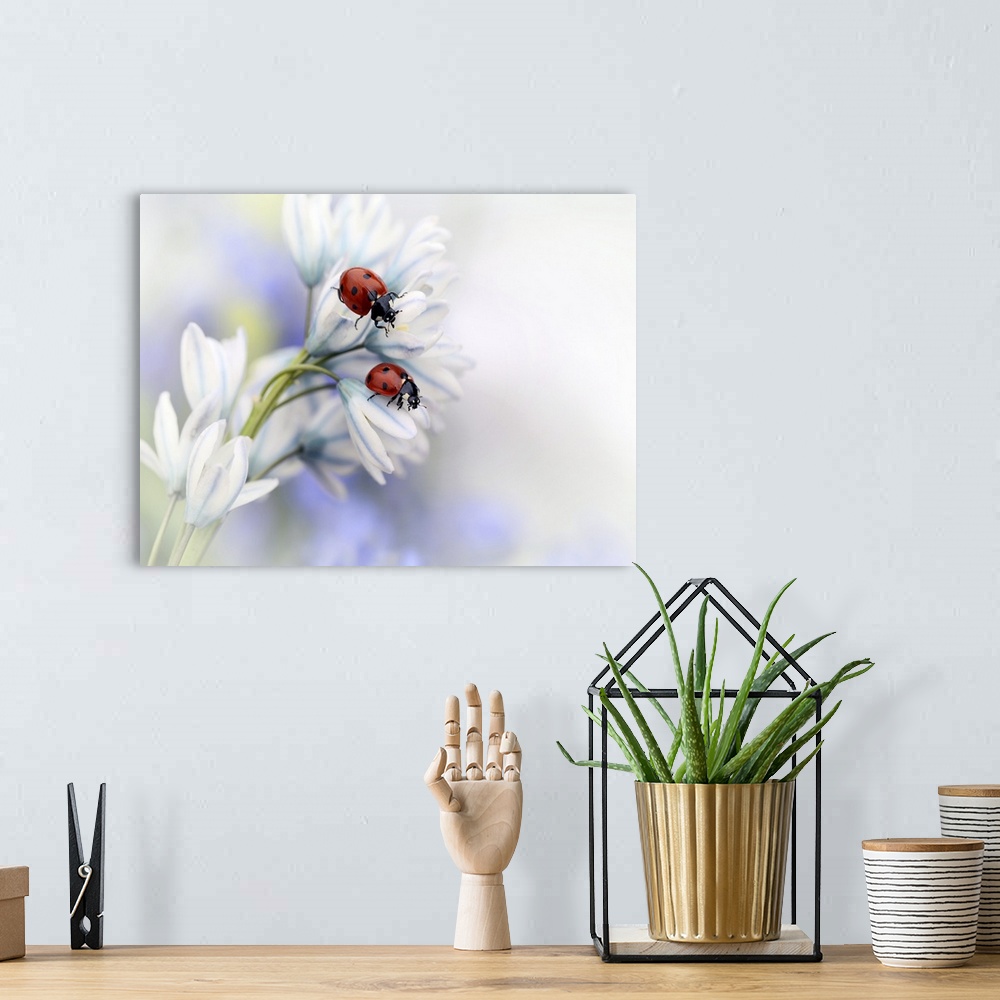 A bohemian room featuring Two Seven-Spotted Ladybugs sitting on the white petals of a flower.