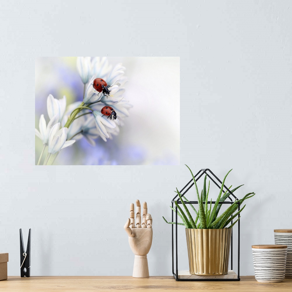 A bohemian room featuring Two Seven-Spotted Ladybugs sitting on the white petals of a flower.