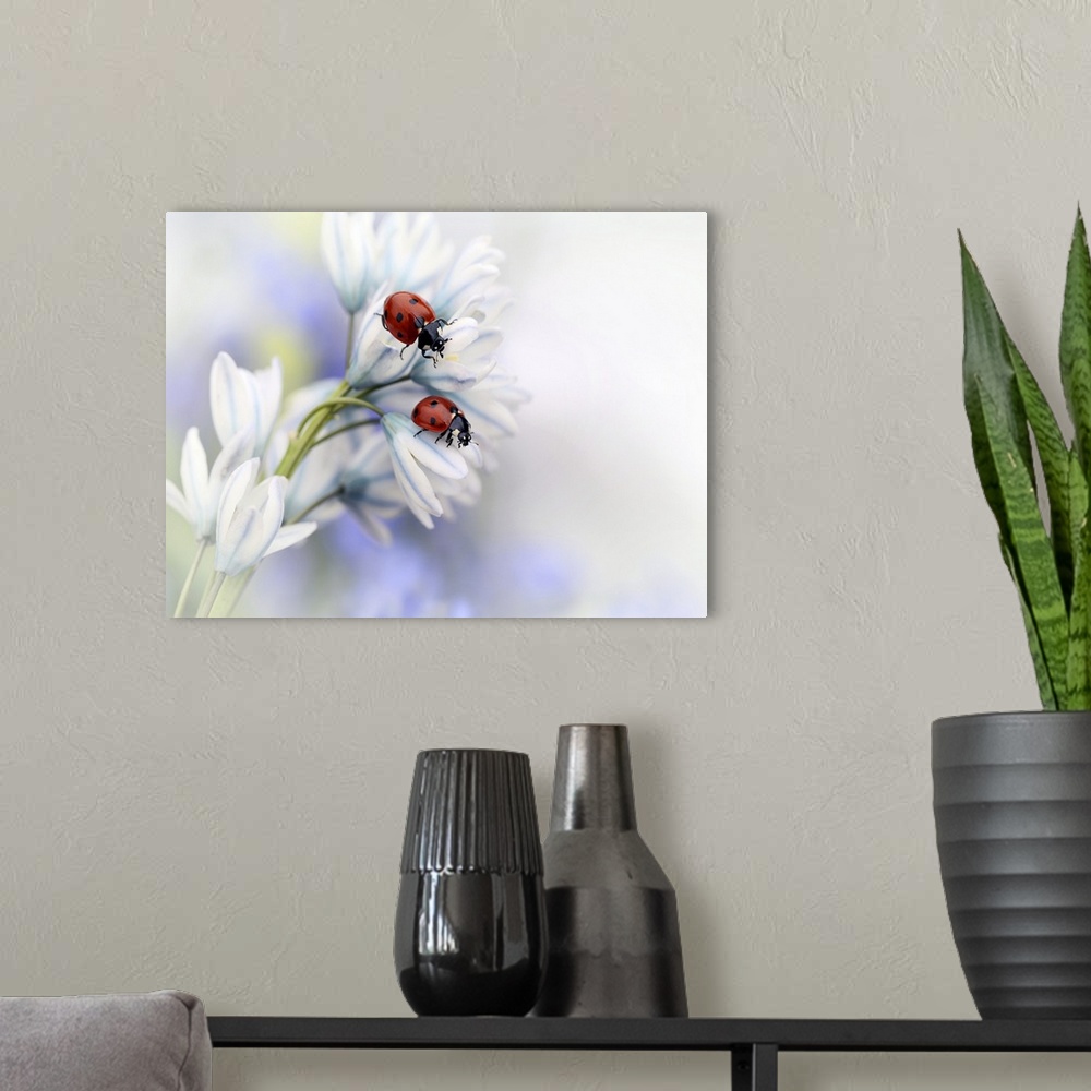 A modern room featuring Two Seven-Spotted Ladybugs sitting on the white petals of a flower.