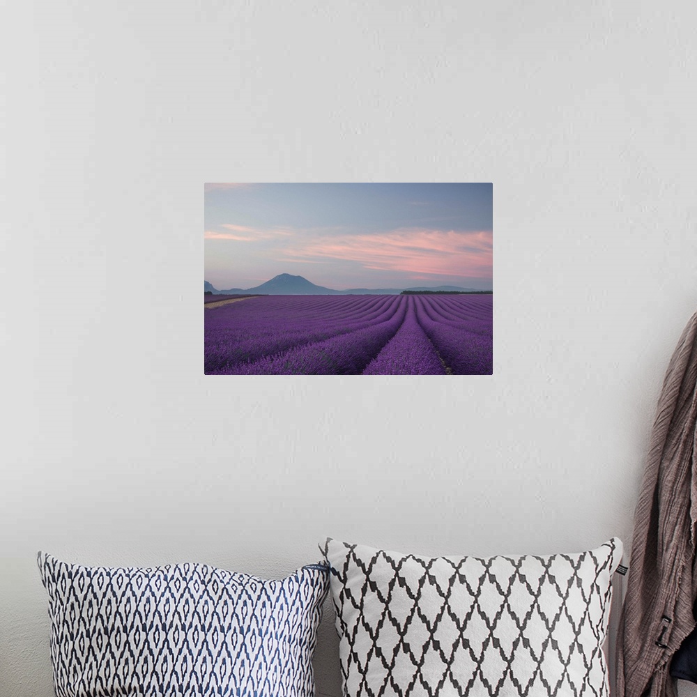 A bohemian room featuring Landscape photograph with a field of rows of lavender and silhouettes of mountains in the backgro...