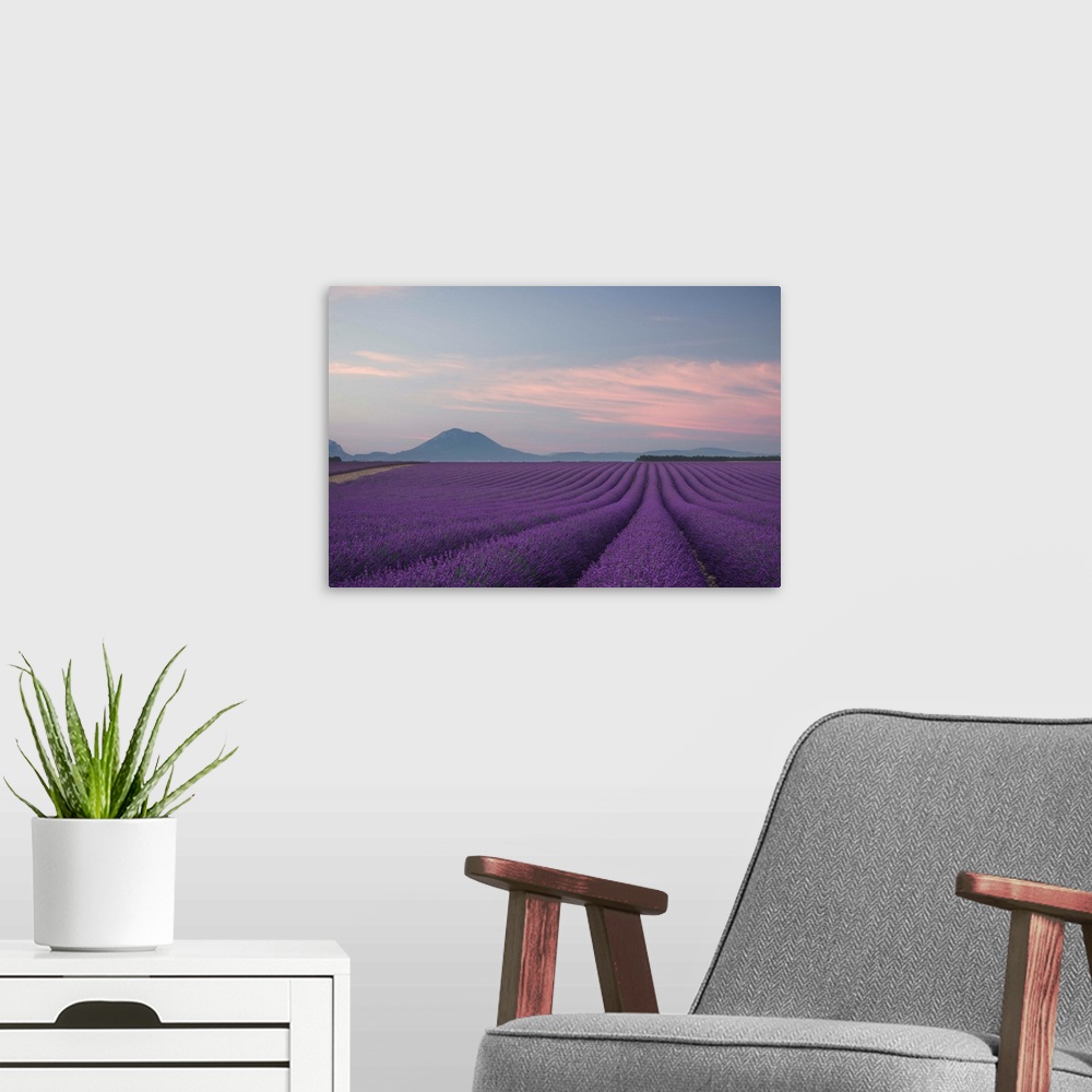 A modern room featuring Landscape photograph with a field of rows of lavender and silhouettes of mountains in the backgro...