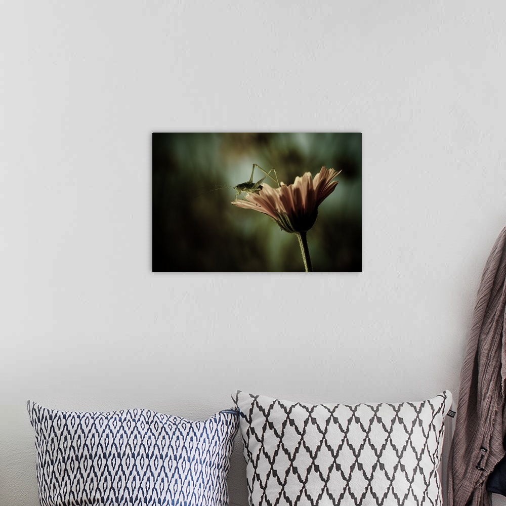 A bohemian room featuring A grasshopper perched on the edge of a flower.