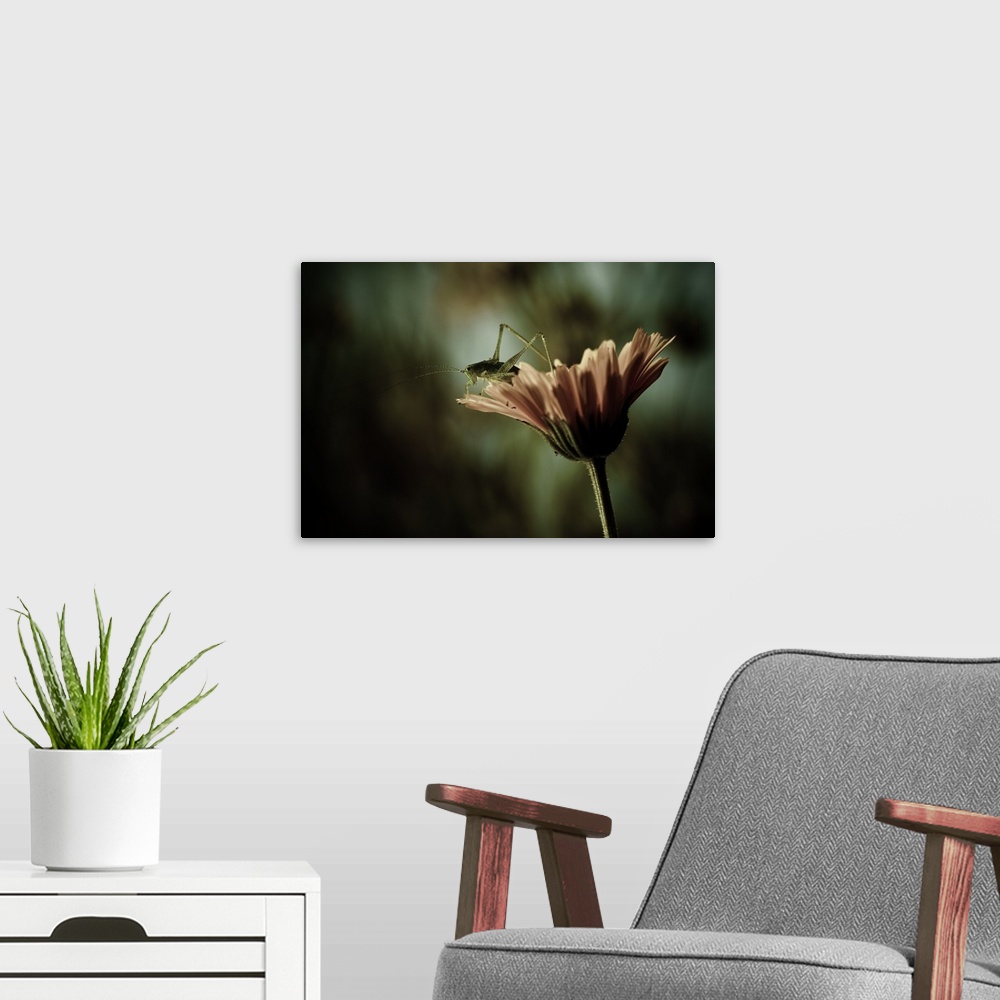 A modern room featuring A grasshopper perched on the edge of a flower.