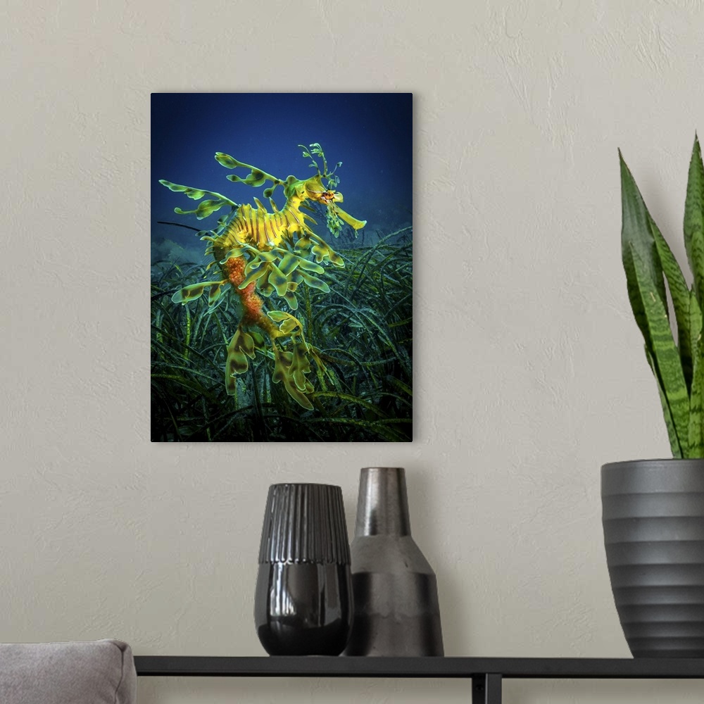 A modern room featuring Leafy Sea Dragon - male with eggs  ---   Very hard to find and photograph, these superbly camoufl...