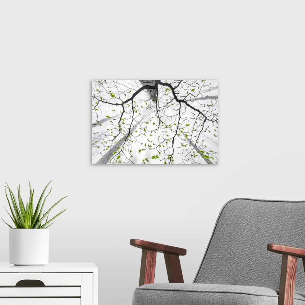 A modern room featuring Leaves Of Spring