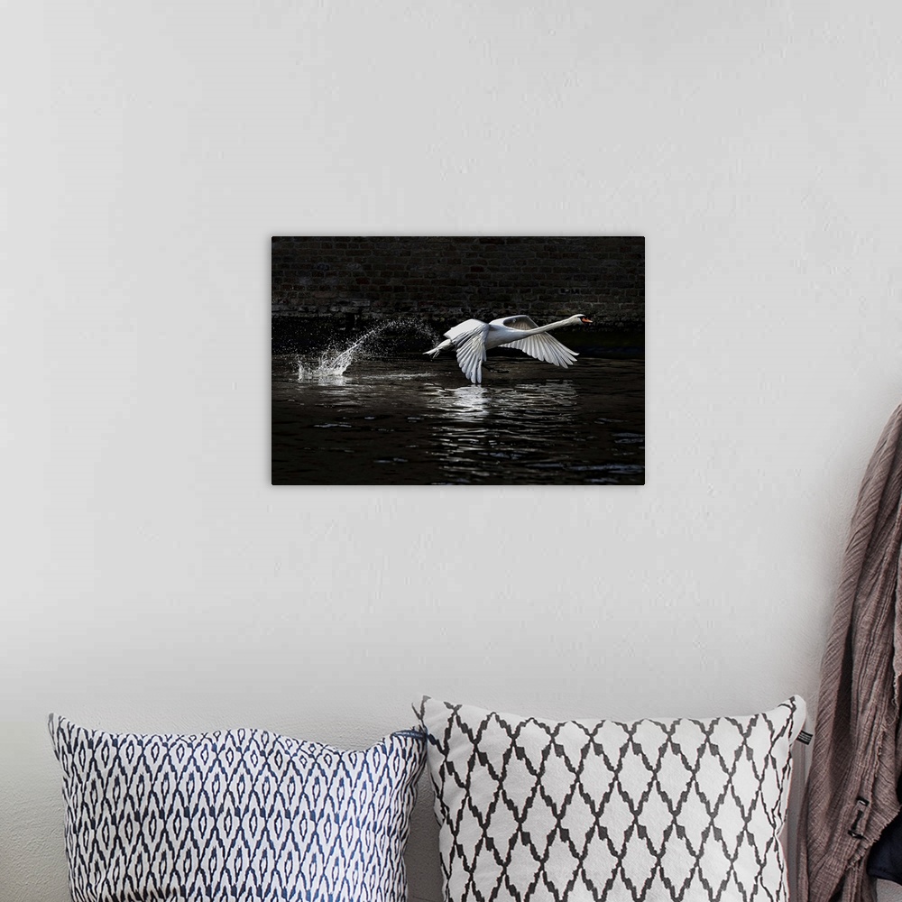 A bohemian room featuring "The Liftoff" - A swan takes off from the surface of the water.