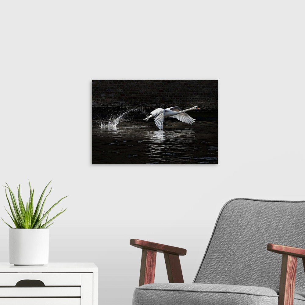 A modern room featuring "The Liftoff" - A swan takes off from the surface of the water.