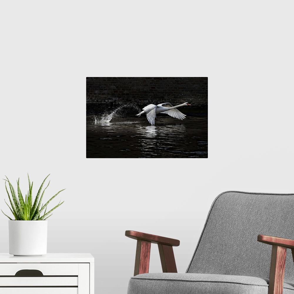 A modern room featuring "The Liftoff" - A swan takes off from the surface of the water.