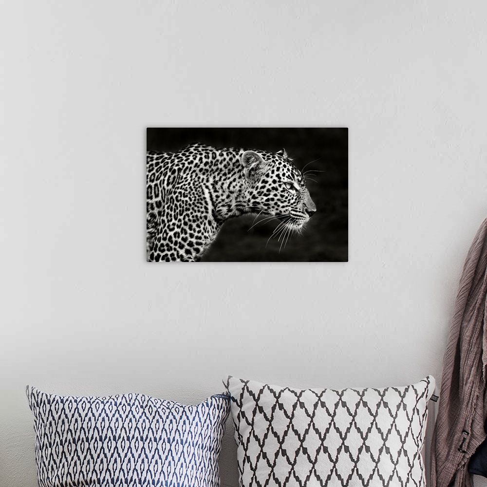 A bohemian room featuring Leopard Close Up