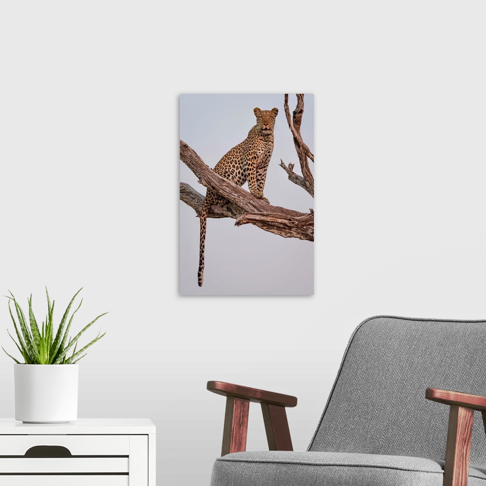 A modern room featuring Leopard Portrait