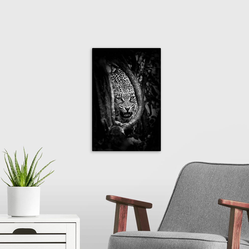 A modern room featuring Black and white photograph of a leopard showing its teeth.