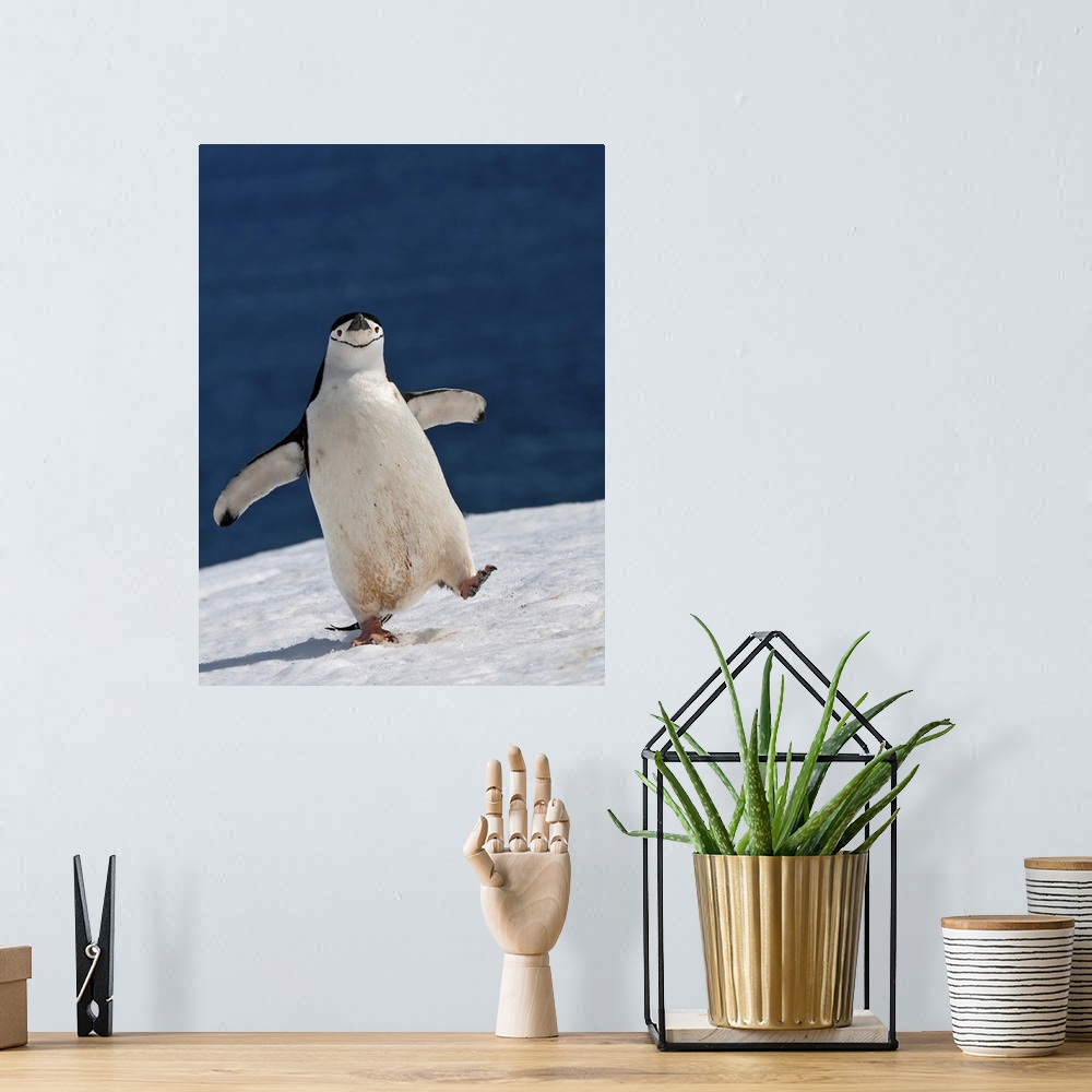 A bohemian room featuring A Chinstrap Penguin walking in the snow, Antarctica.