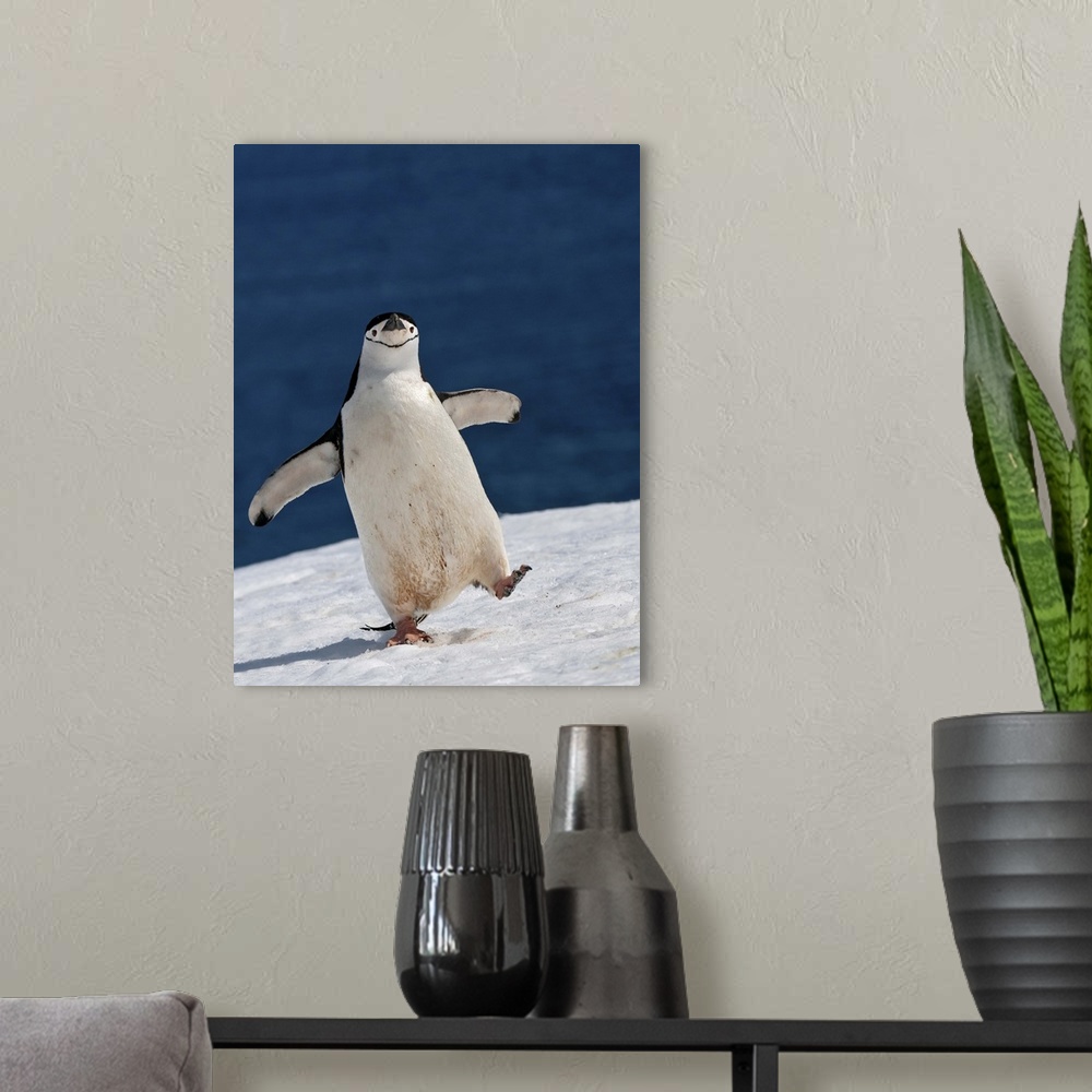 A modern room featuring A Chinstrap Penguin walking in the snow, Antarctica.