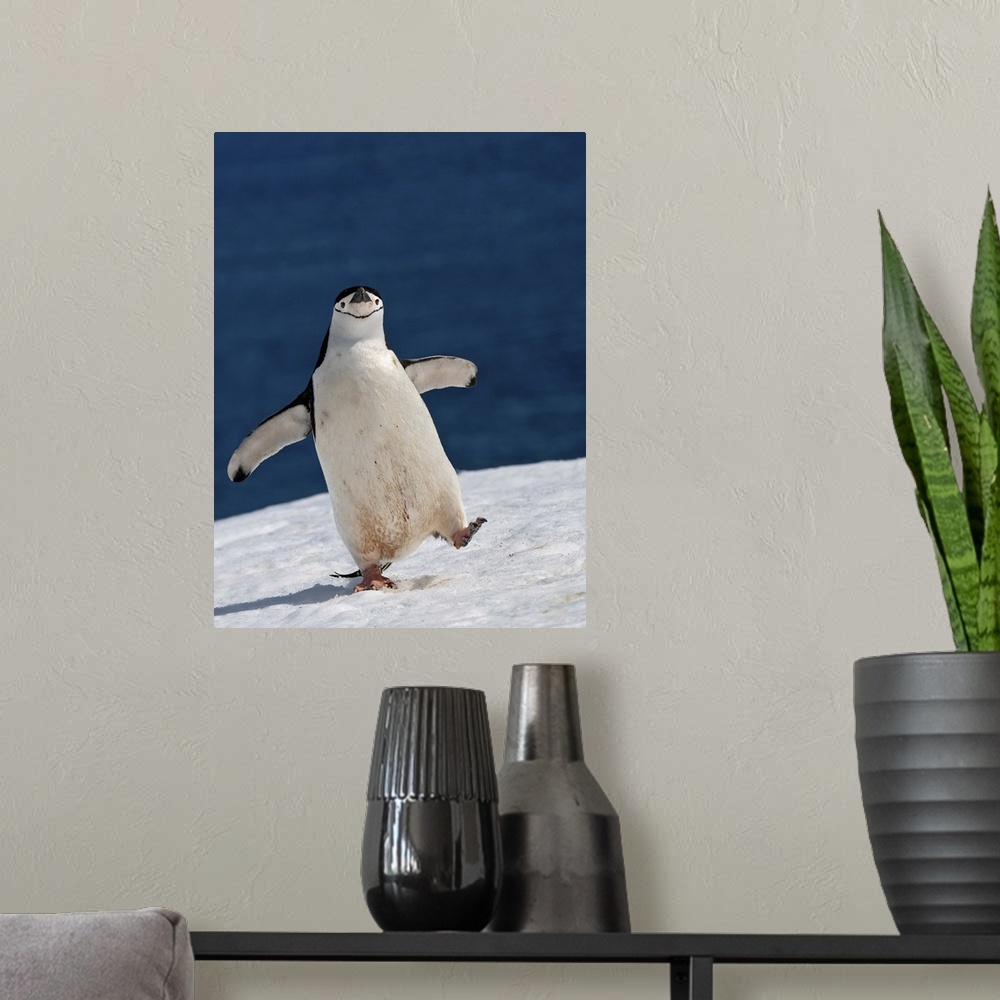 A modern room featuring A Chinstrap Penguin walking in the snow, Antarctica.