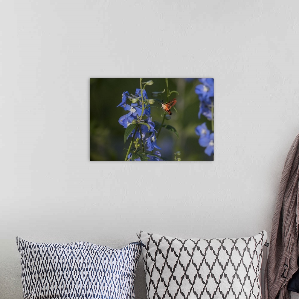 A bohemian room featuring A Hummingbird Moth hovers near a vine with blue flowers.