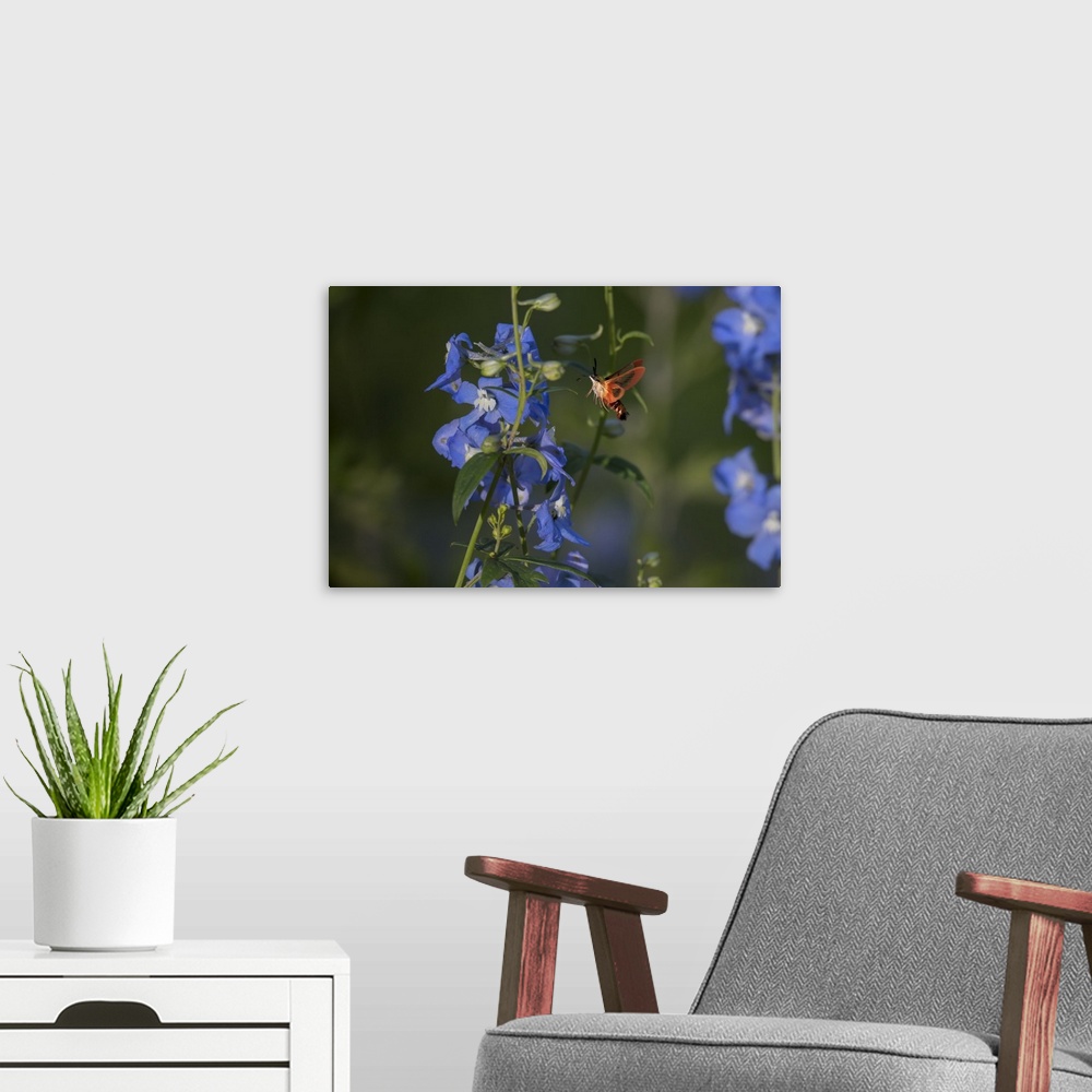 A modern room featuring A Hummingbird Moth hovers near a vine with blue flowers.