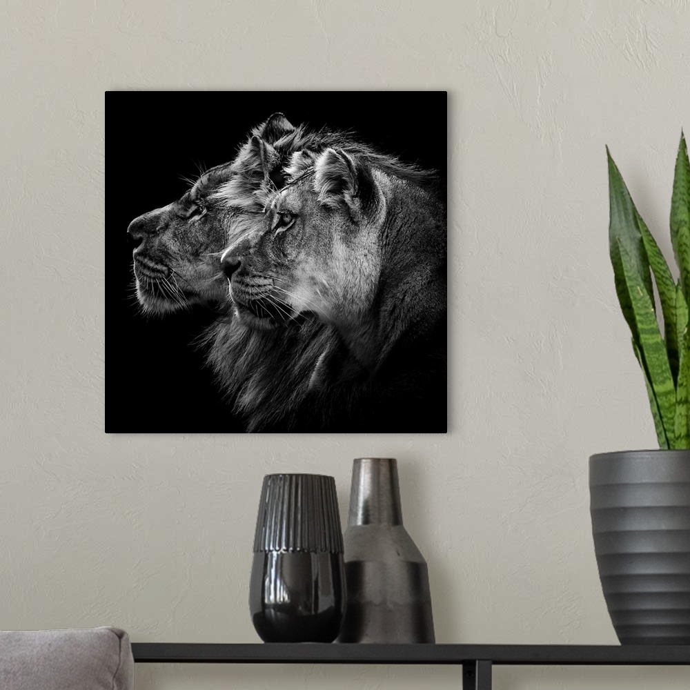 A modern room featuring Lion and Lioness Portrait