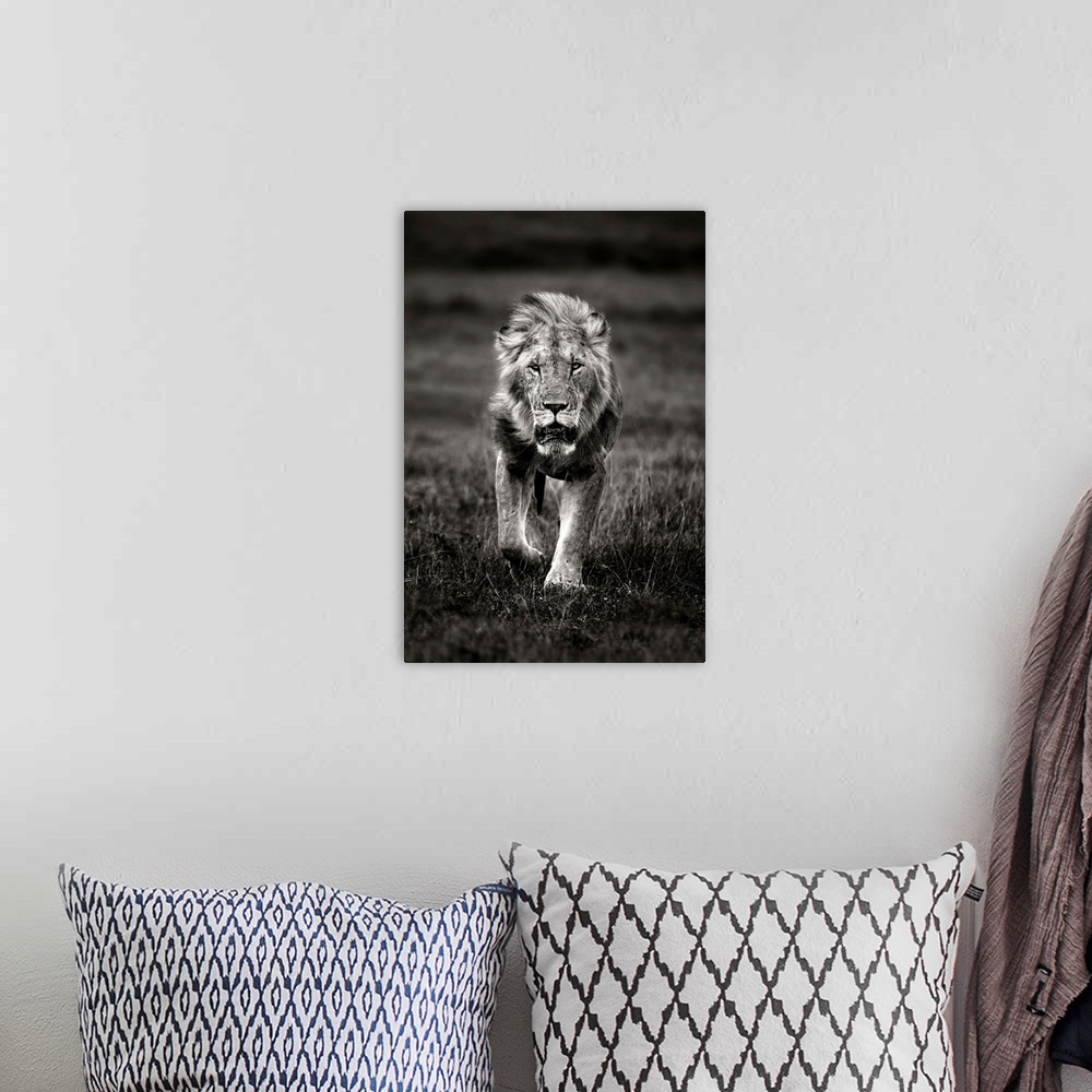 A bohemian room featuring Lion Patrolling
