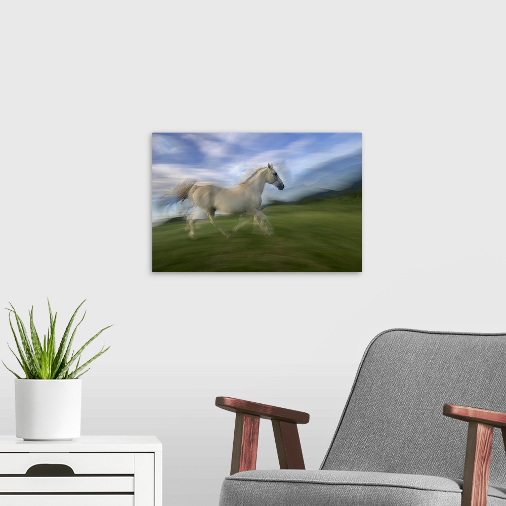 A modern room featuring Blurred motion image of a white horse galloping through a green field.