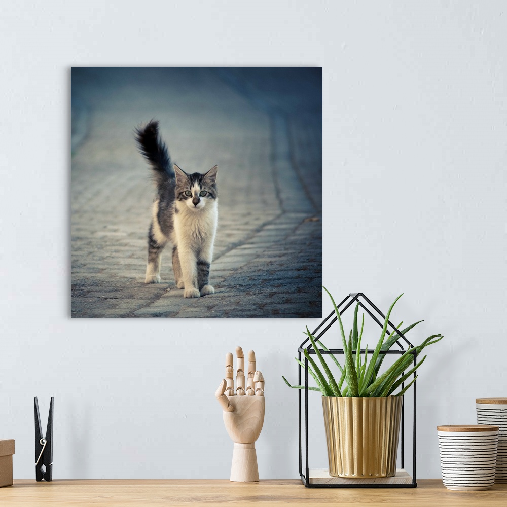 A bohemian room featuring An alley cat with white markings and a fluffy tail standing in a cobblestone street.