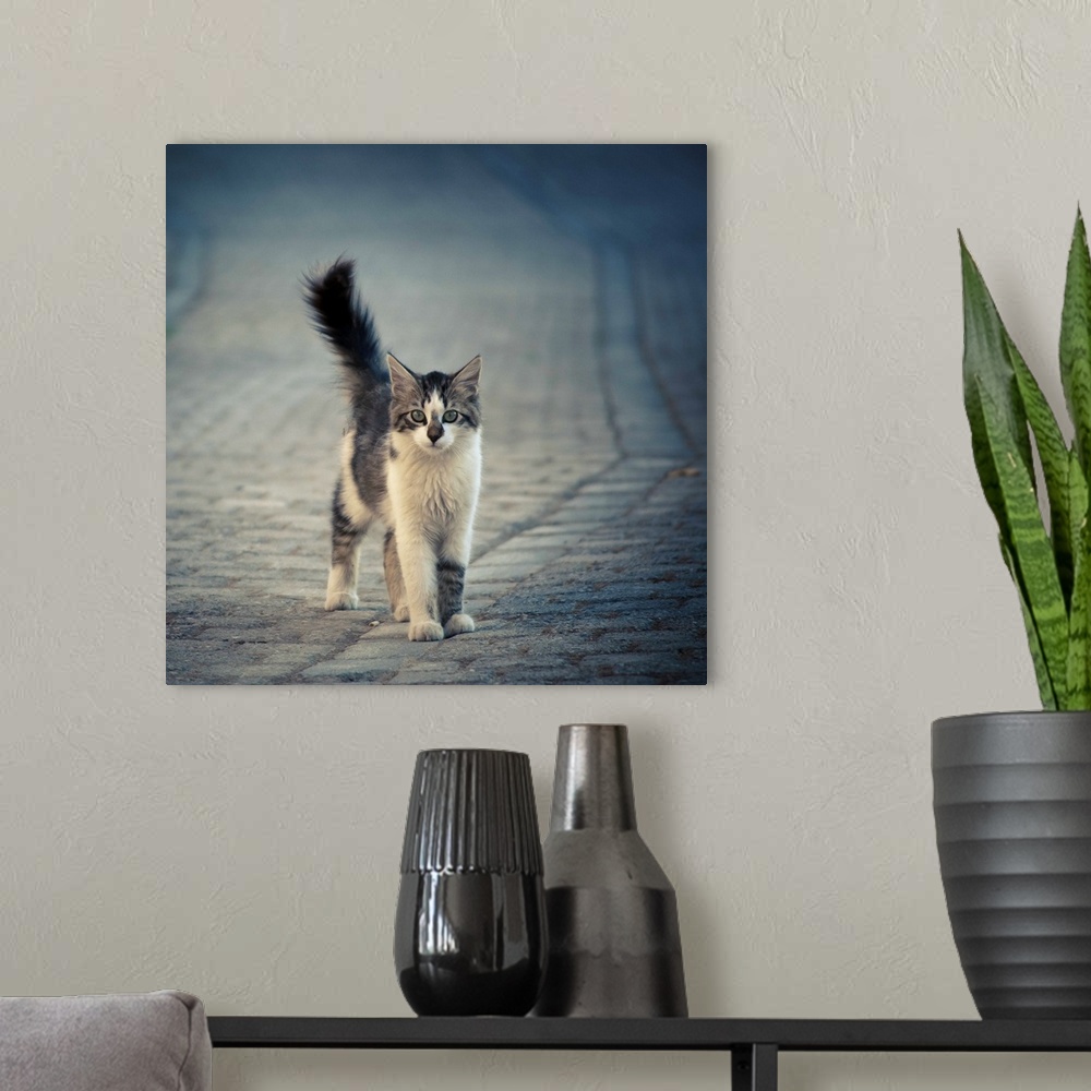 A modern room featuring An alley cat with white markings and a fluffy tail standing in a cobblestone street.