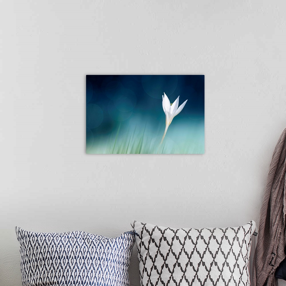 A bohemian room featuring A fine art photograph of a white flower against a vibrant blue background.