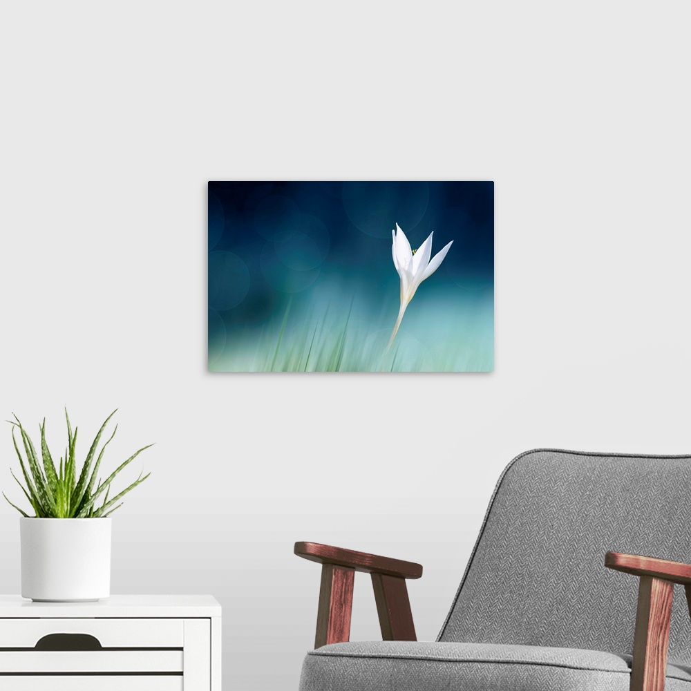A modern room featuring A fine art photograph of a white flower against a vibrant blue background.