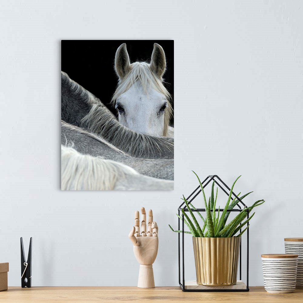 A bohemian room featuring A white horse peering over the backs of its herd-mates.