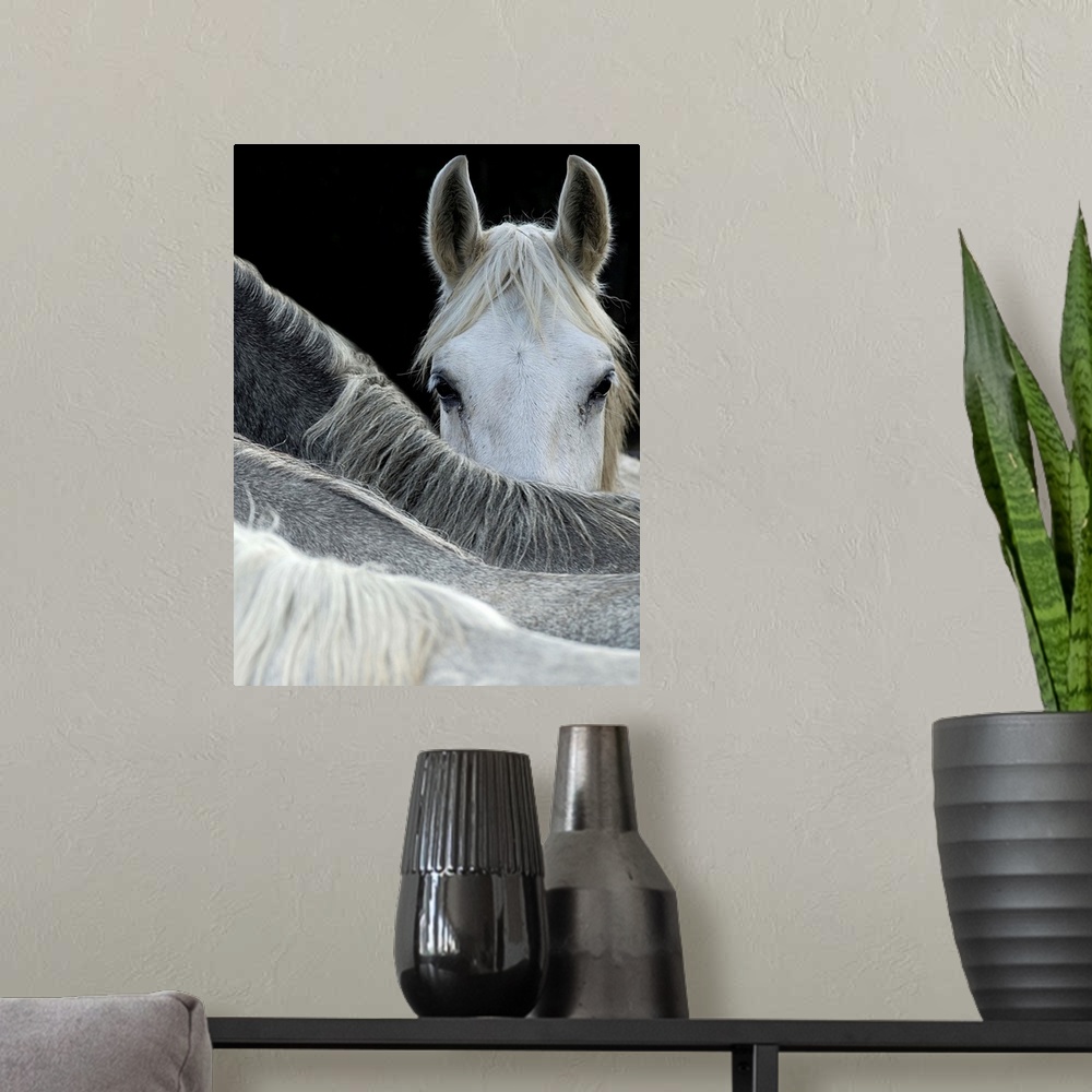 A modern room featuring A white horse peering over the backs of its herd-mates.